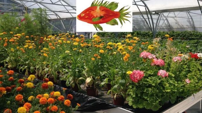 L’aquaponie consiste à allier la pisciculture et la culture de plantes. Les effluents des poissons nourrissent les végétaux et les plantes filtrent l’eau d’élevage. ©C. Lejolivet